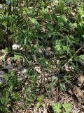 Caulophyllum robustum. Бутонизирующее растение с разворачивающимися листьями. Хабаровский край, г. Комсомольск-на-Амуре, дол. р. Силинка, лиственный лес. 16.05.2026.