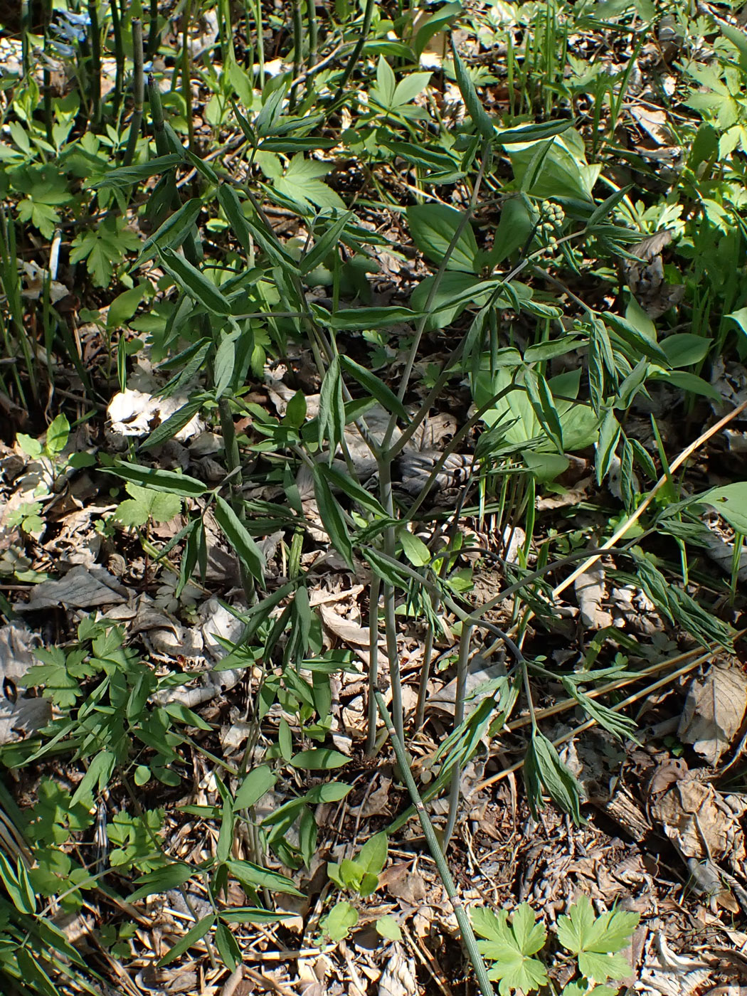 Image of Caulophyllum robustum specimen.