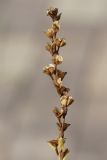 Veronica serpyllifolia. Часть соплодия со вскрывшимися зрелыми плодами. Санкт-Петербург, Кировский р-н, сырая окрайка цветника на бульваре. 03.07.2026.