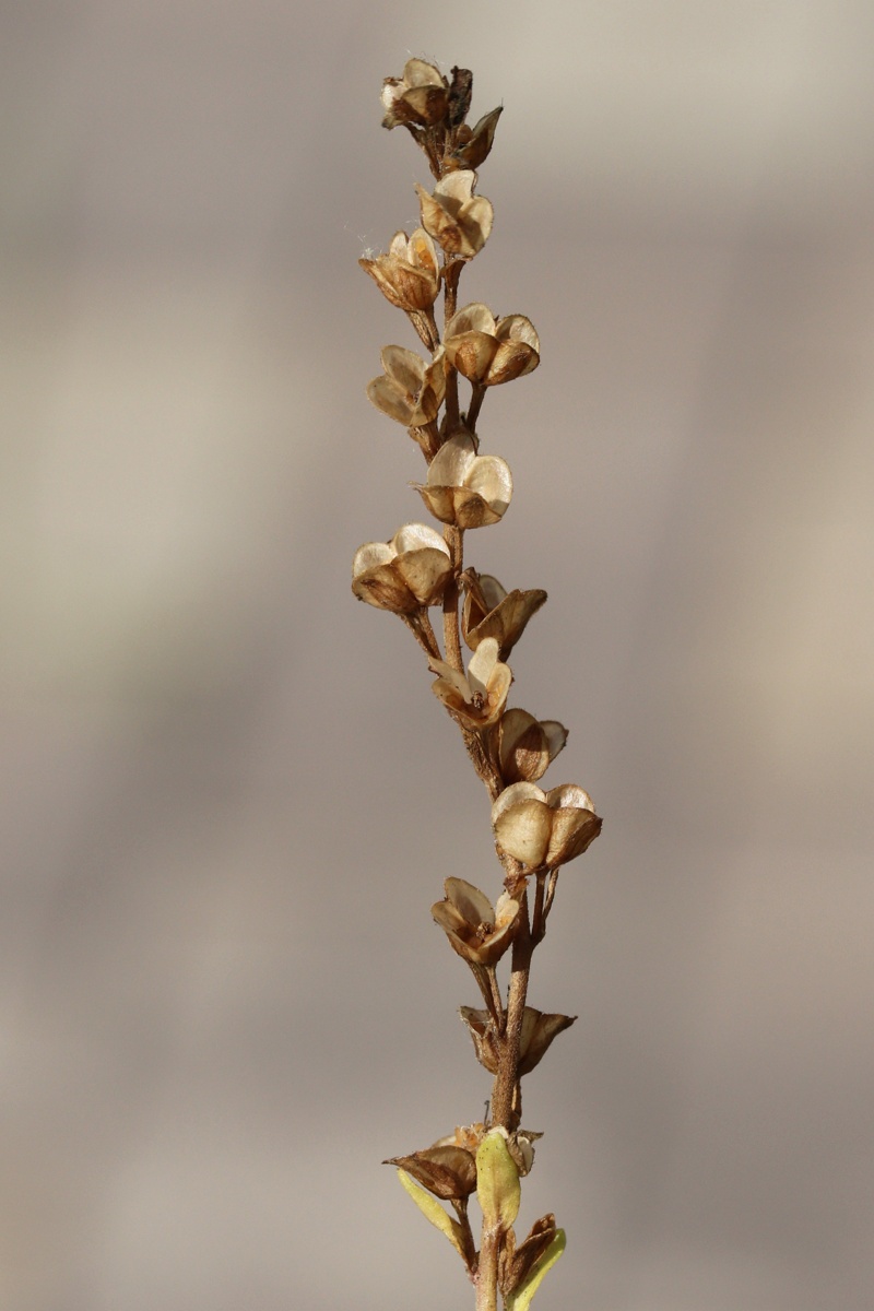 Изображение особи Veronica serpyllifolia.