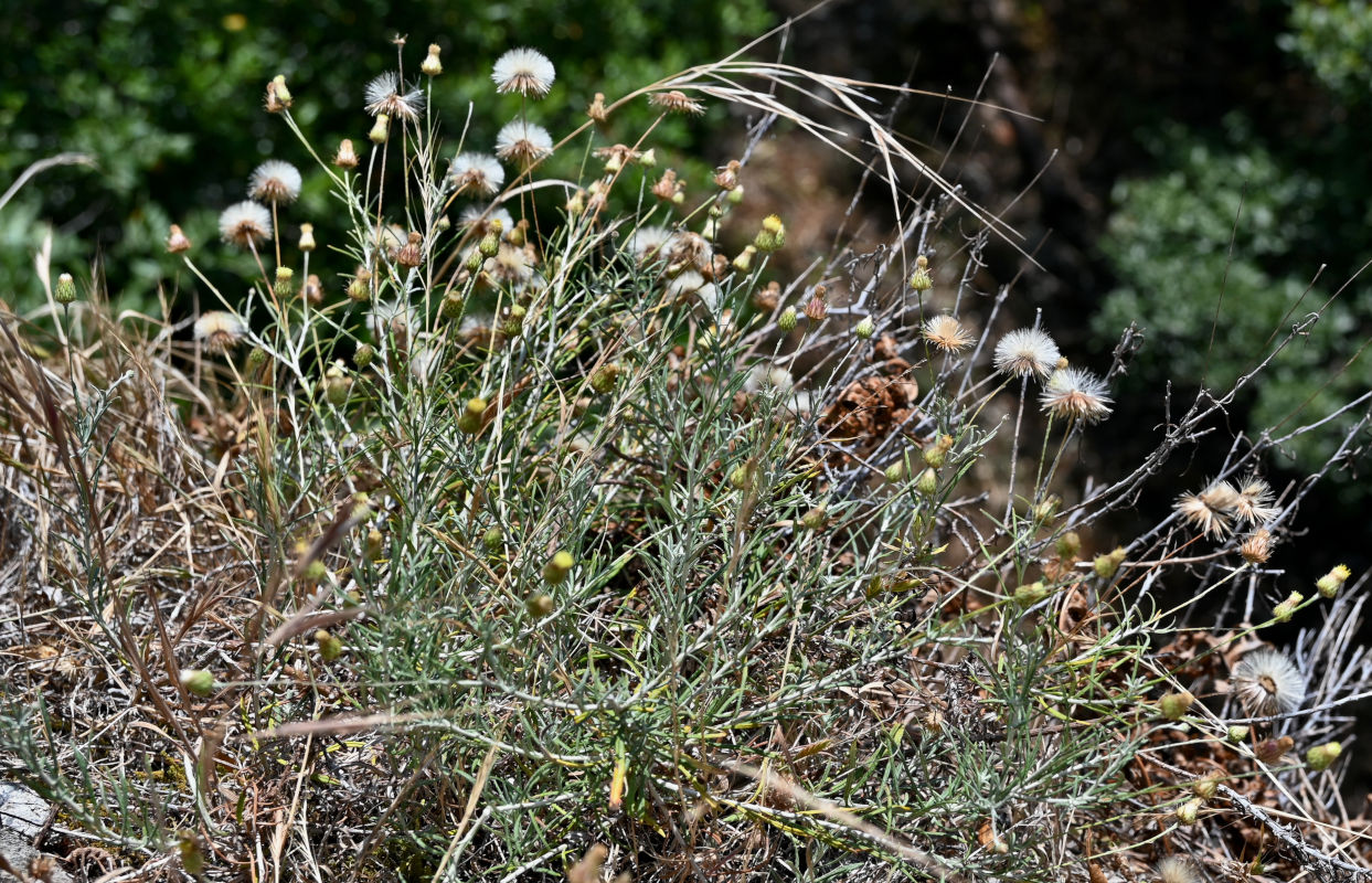 Image of Phagnalon saxatile specimen.