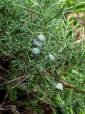 Juniperus davurica. Часть ветви с шишкоягодами. Хабаровский край, Комсомольский р-н, с. Верхняя Эконь, скалистый берег р. Амур. 09.06.2026.