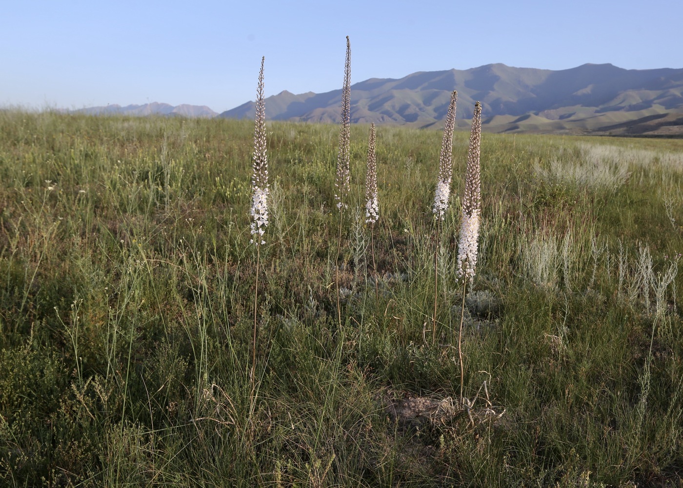 Изображение особи Eremurus tianschanicus.