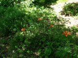 Lilium pensylvanicum. Цветущие растения. Хабаровский край, окр. г. Комсомольск-на-Амуре, опушка смешанного леса (у тропинки). 21.06.2026.