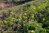 Helianthus annuus. Цветущие растения. Приморский край, г. Владивосток, гора Тюменская, окр. Нагорного парка, каменная россыпь. 10.09.2026.