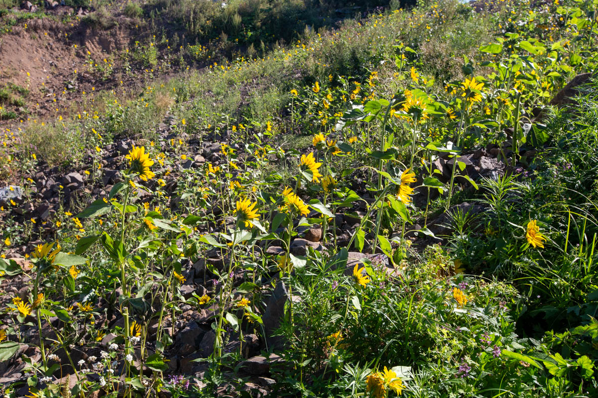 Image of Helianthus annuus specimen.