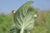Scrophularia maximowiczii. Лист (вид на абаксиальную поверхность). Приморье, о. Шкота, коса, полынно-кустарниковое сообщество. 27.06.2026.