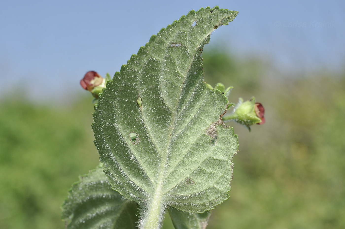 Изображение особи Scrophularia maximowiczii.