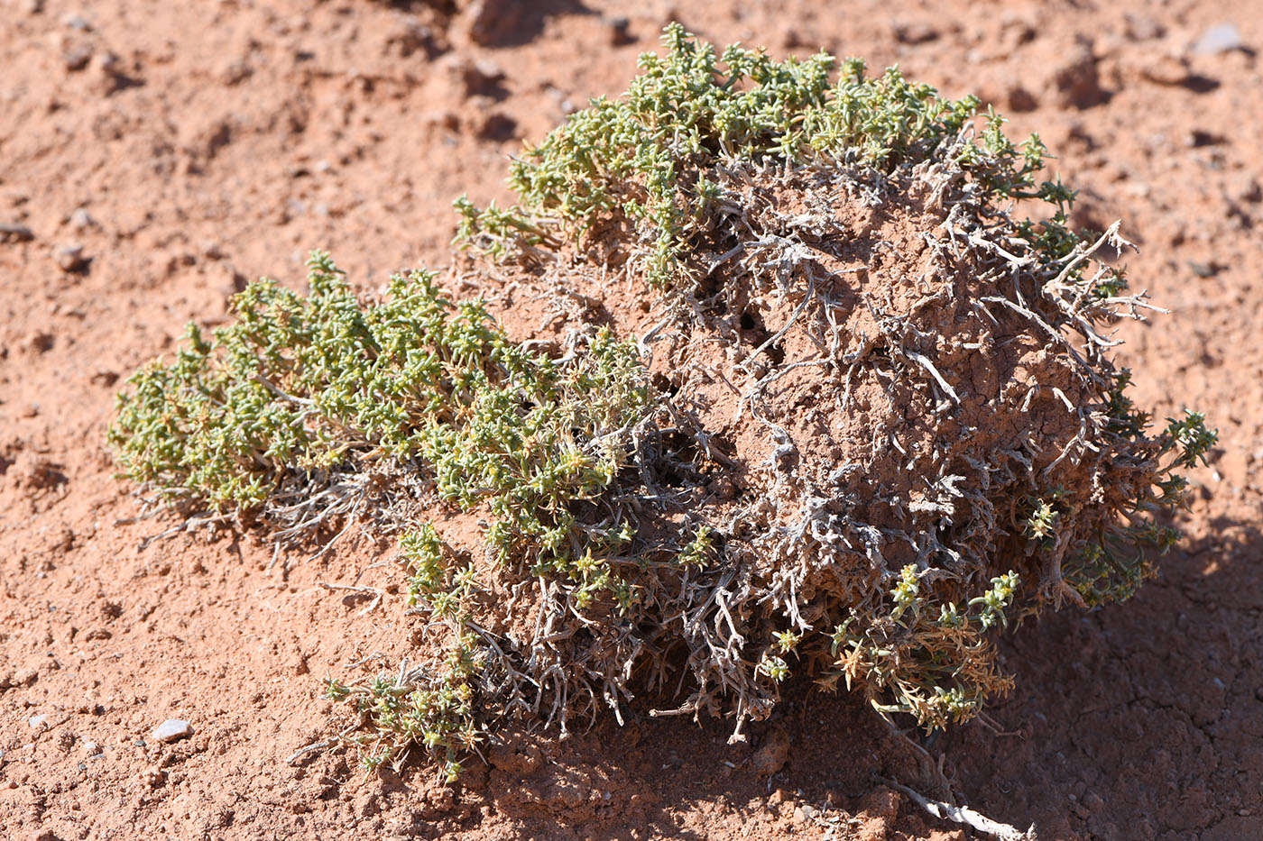 Image of Arthrophytum longibracteatum specimen.