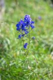 род Aconitum