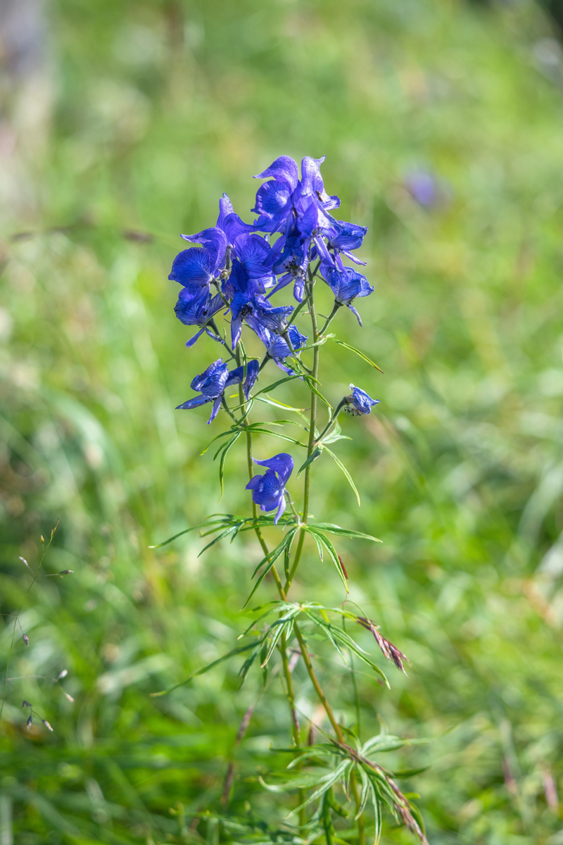 Изображение особи род Aconitum.