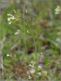 Arabidopsis thaliana. Верхушка цветущего растения. Чувашия, окр. г. Шумерля, Подвенец. 15 мая 2011 г.
