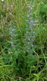 Echium vulgare