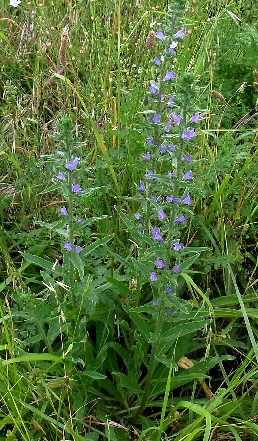 Изображение особи Echium vulgare.