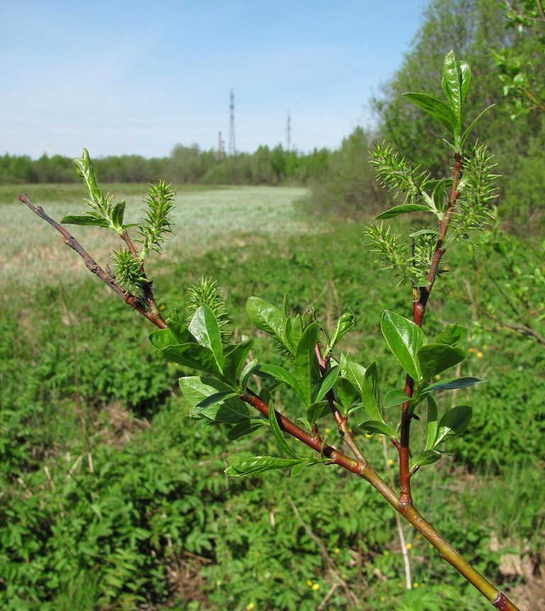 Изображение особи Salix myrsinifolia.