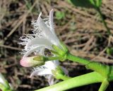 Menyanthes trifoliata