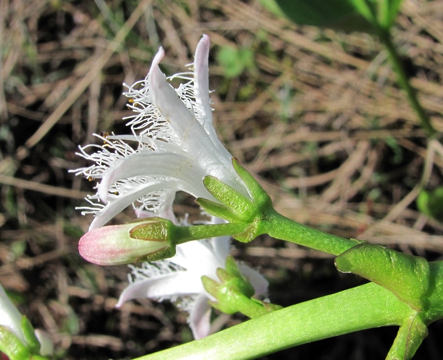 Image of Menyanthes trifoliata specimen.