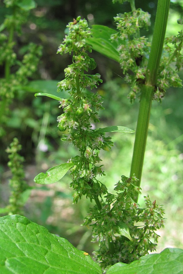 Image of Rumex sylvestris specimen.