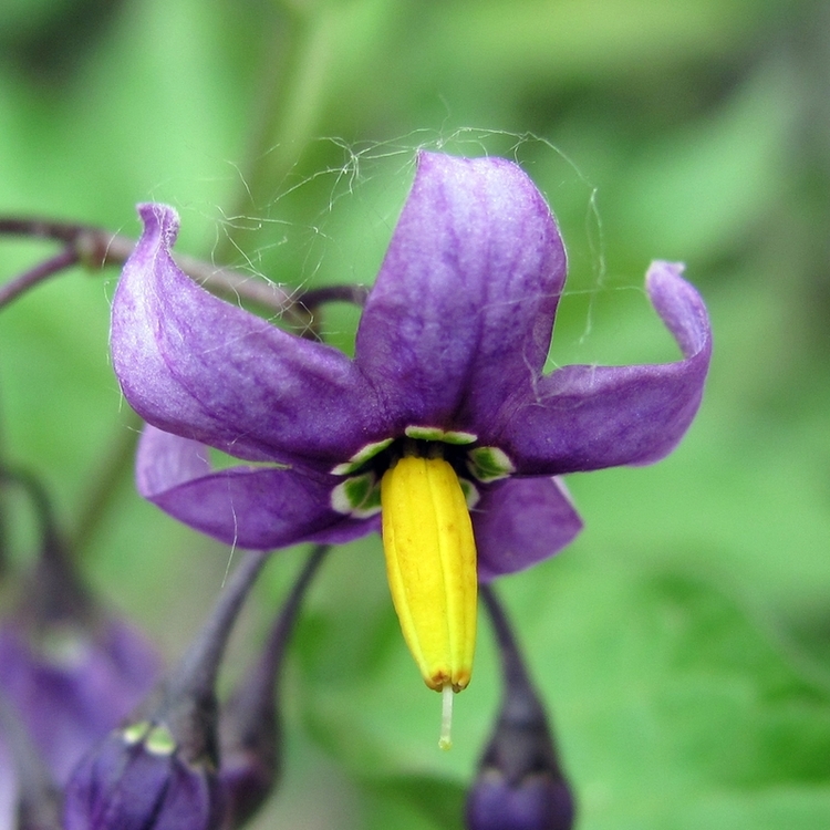 Изображение особи Solanum dulcamara.