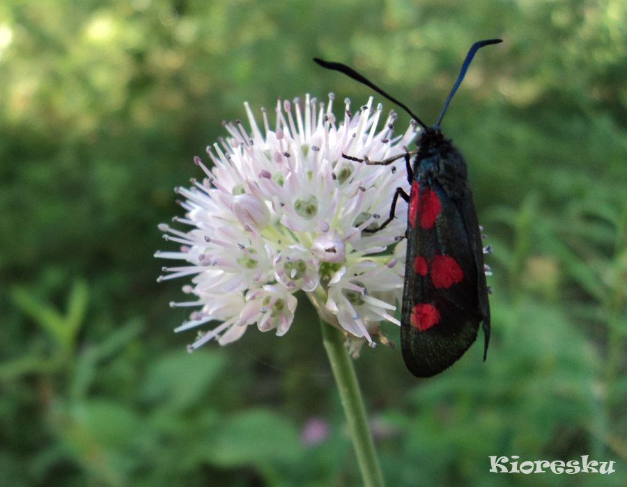 Image of Allium strictum specimen.