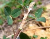 Trifolium fragiferum