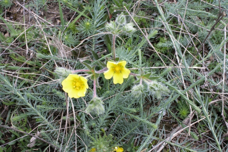 Image of Potentilla taurica specimen.