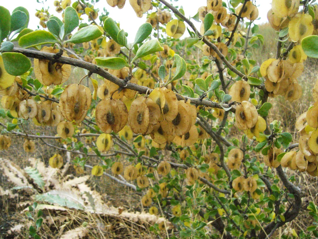 Image of Zygophyllum atriplicoides specimen.