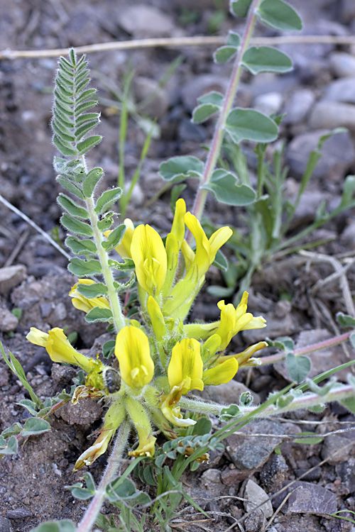 Изображение особи род Astragalus.