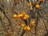 Celastrus orbiculata. Веточка со вскрывшимися плодами. Владивосток, ботанический сад-институт ДВО РАН. 22 октября 2011 г.