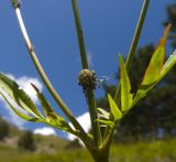 Cephalaria gigantea. Часть побега. Кабардино-Балкария, Эльбрусский р-н, южный склон Эльбруса, дорога, ведущая к Терскольской обсерватории, высота около 2350 м н.у.м. 20.08.2009.