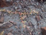 Salsola tragus