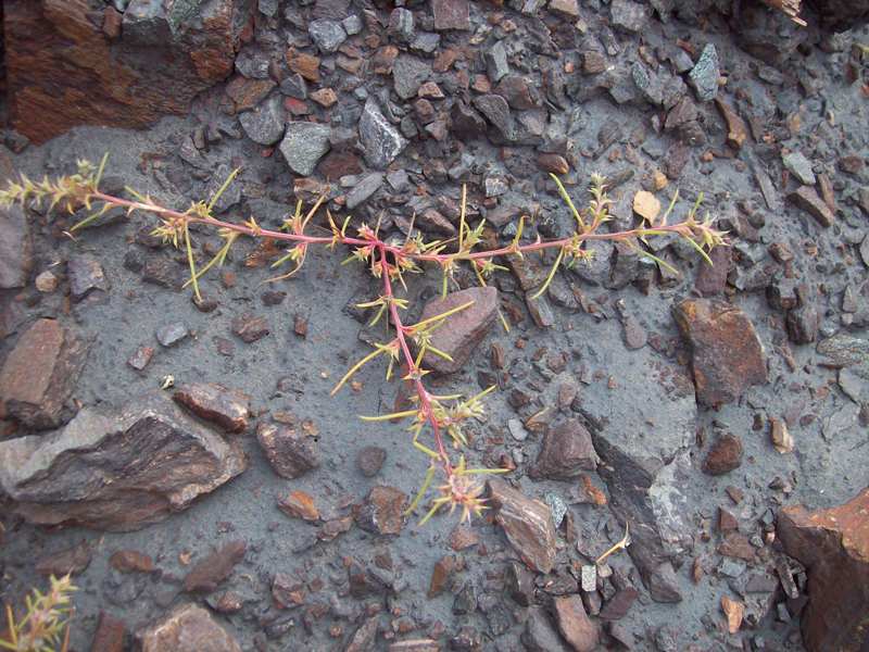 Изображение особи Salsola tragus.