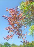 Pistacia mutica. Соплодие. Черноморское побережье Кавказа, Новороссийск, у мыса Мысхако, фисташковое редколесье. 21 августа 2011 г.