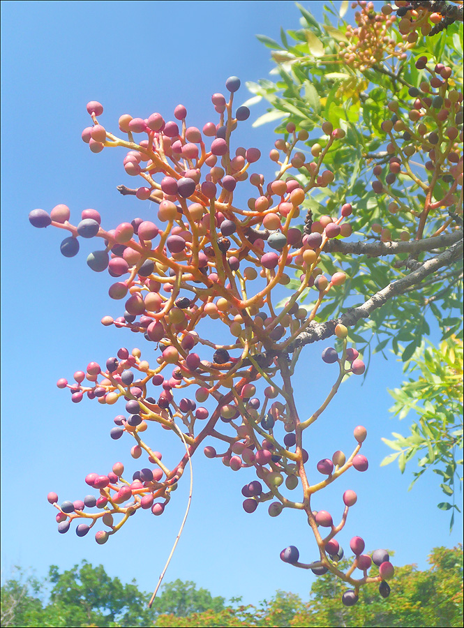 Image of Pistacia mutica specimen.