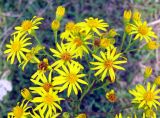 Senecio borysthenicus