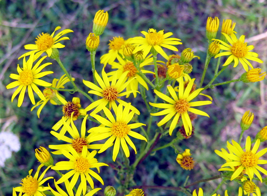 Изображение особи Senecio borysthenicus.