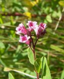 Trachomitum sarmatiense