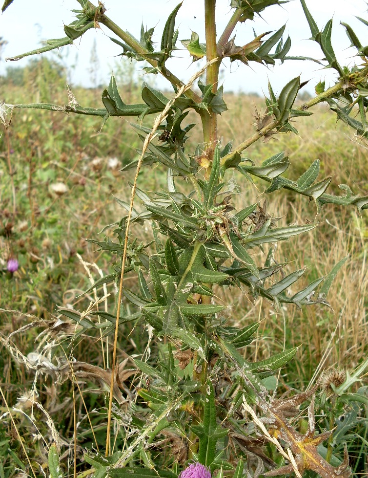 Изображение особи Cirsium serrulatum.