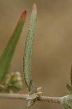 Image of taxon representative. Author is Сергей Свирин
