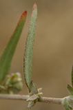 Atriplex oblongifolia