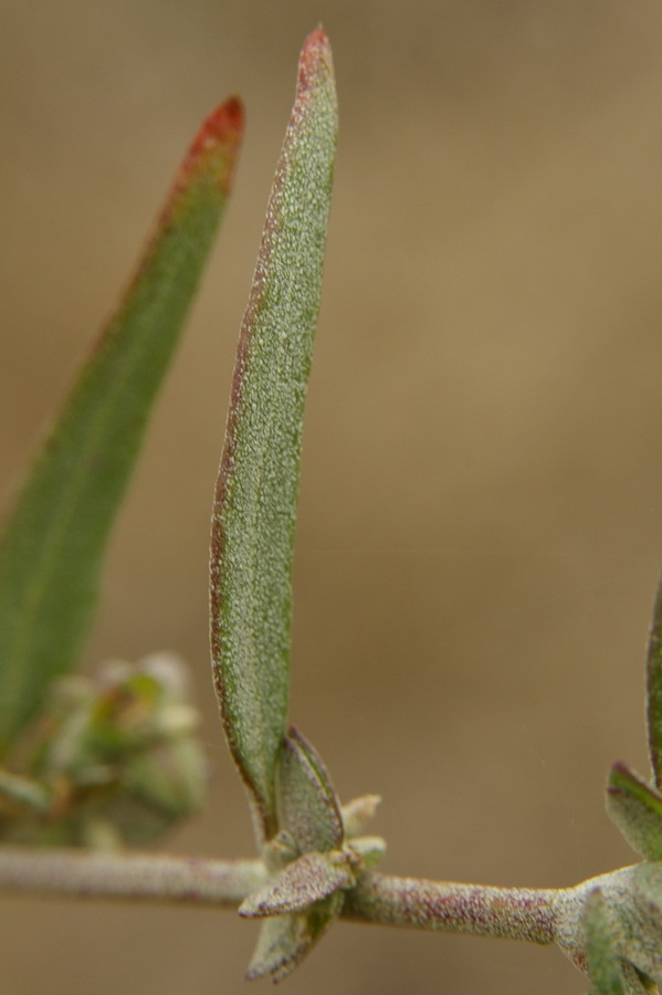 Image of Atriplex oblongifolia specimen.