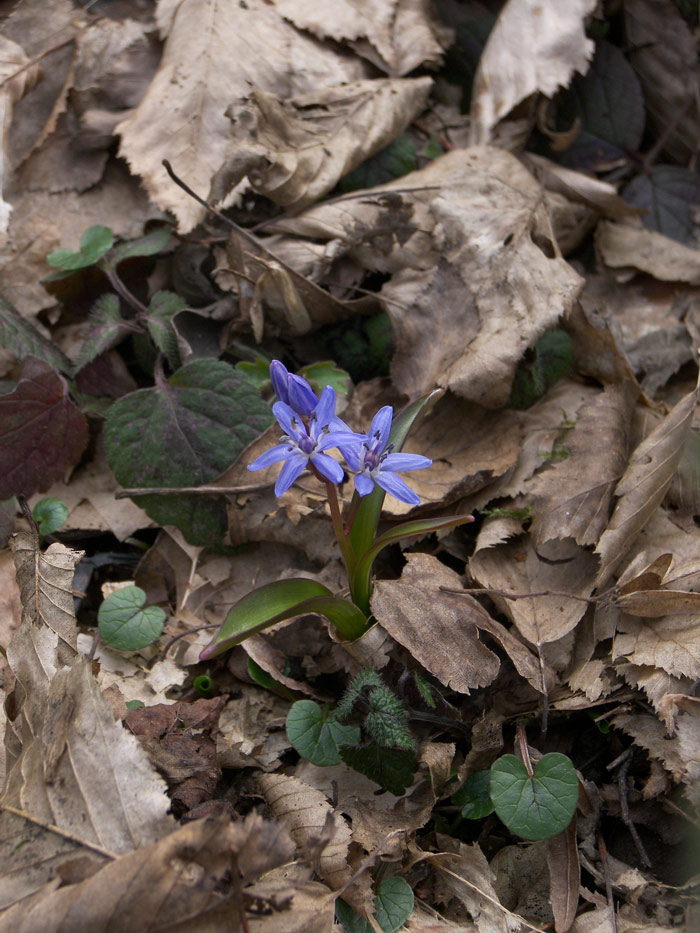 Изображение особи Scilla bifolia.