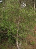 Olea europaea. Нижняя часть взрослого дерева. Испания, Каталония, провинция Girona, Costa Brava, Sant Feliu de Guíxols, в подлеске соснового леса. 24 октября 2008 г.