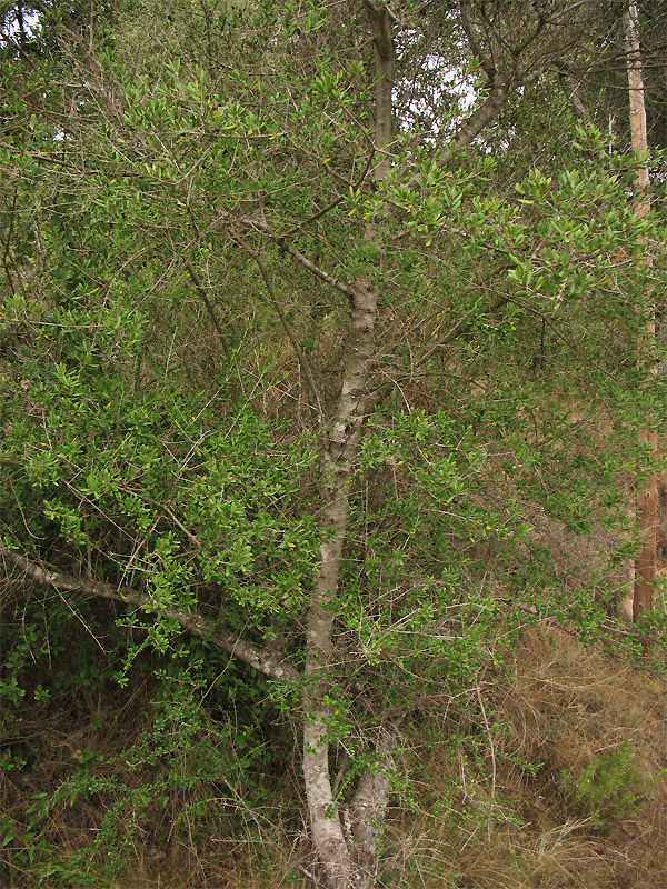 Image of Olea europaea specimen.
