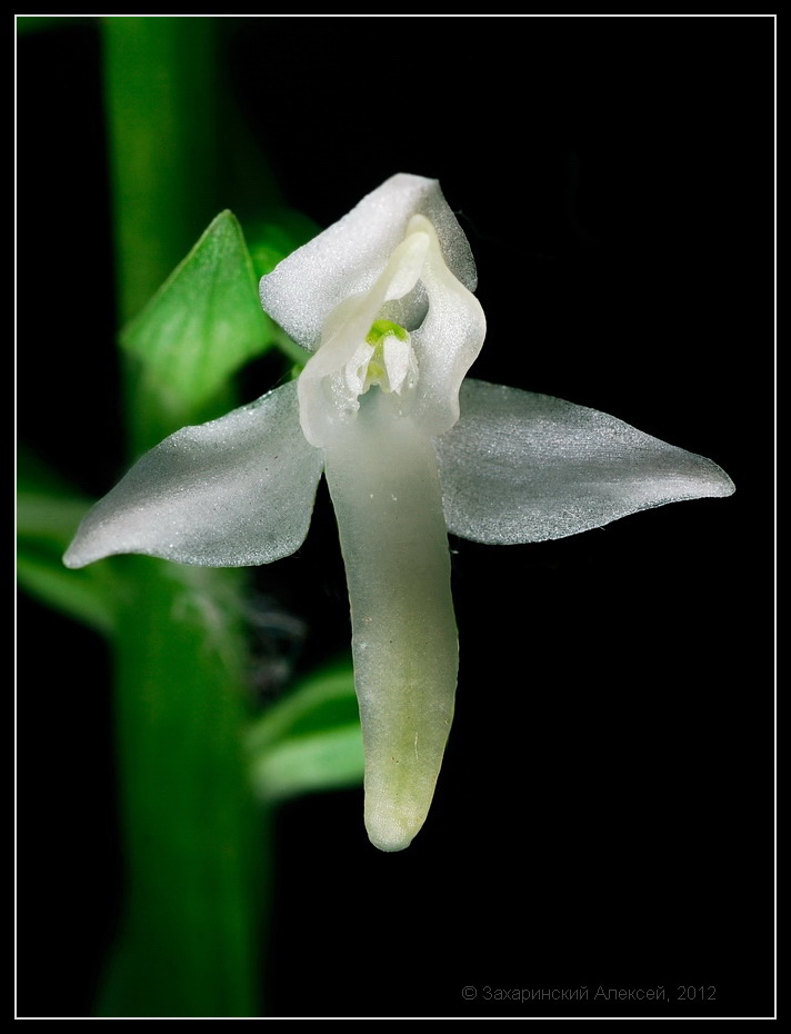 Изображение особи Platanthera bifolia.