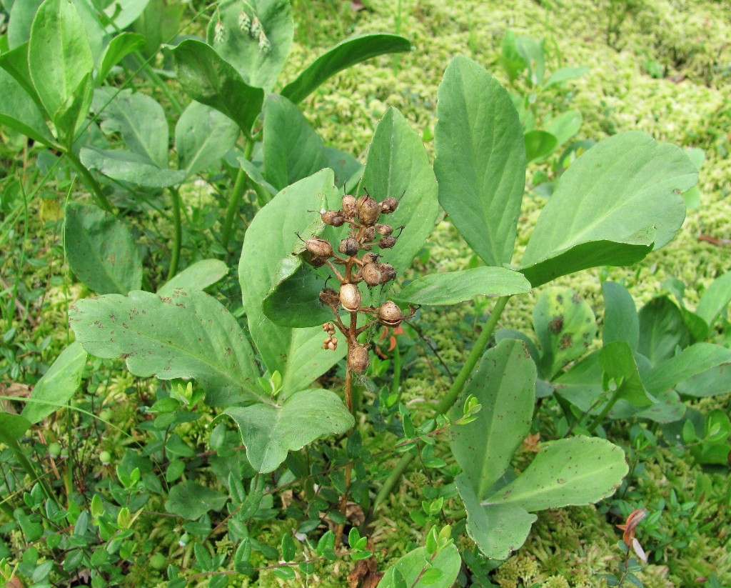 Image of Menyanthes trifoliata specimen.