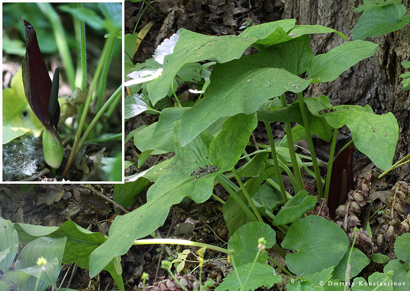 Изображение особи Arum elongatum.