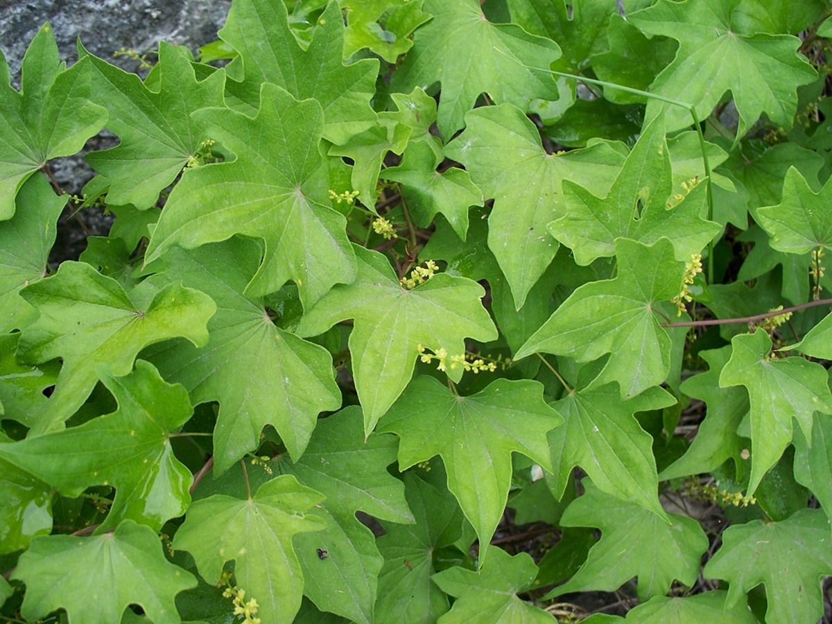 Image of Dioscorea nipponica specimen.