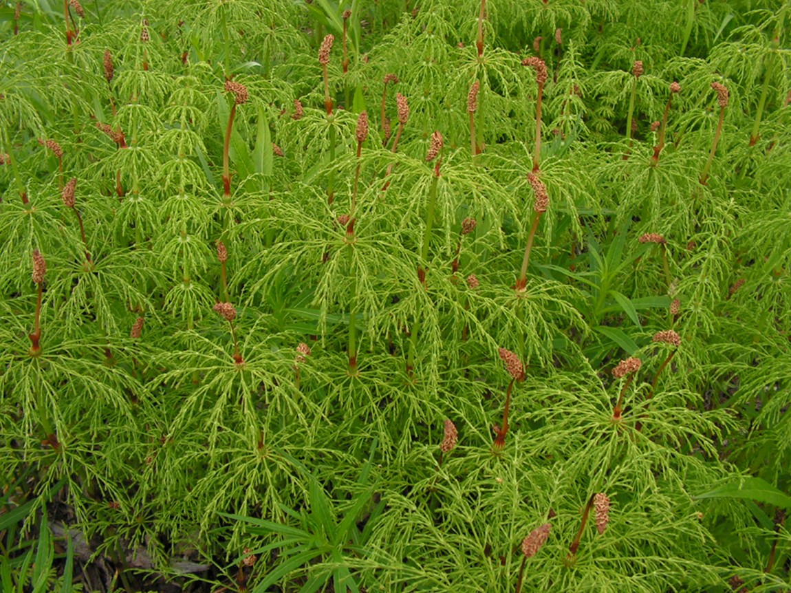 Изображение особи Equisetum sylvaticum.