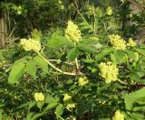 Sambucus racemosa